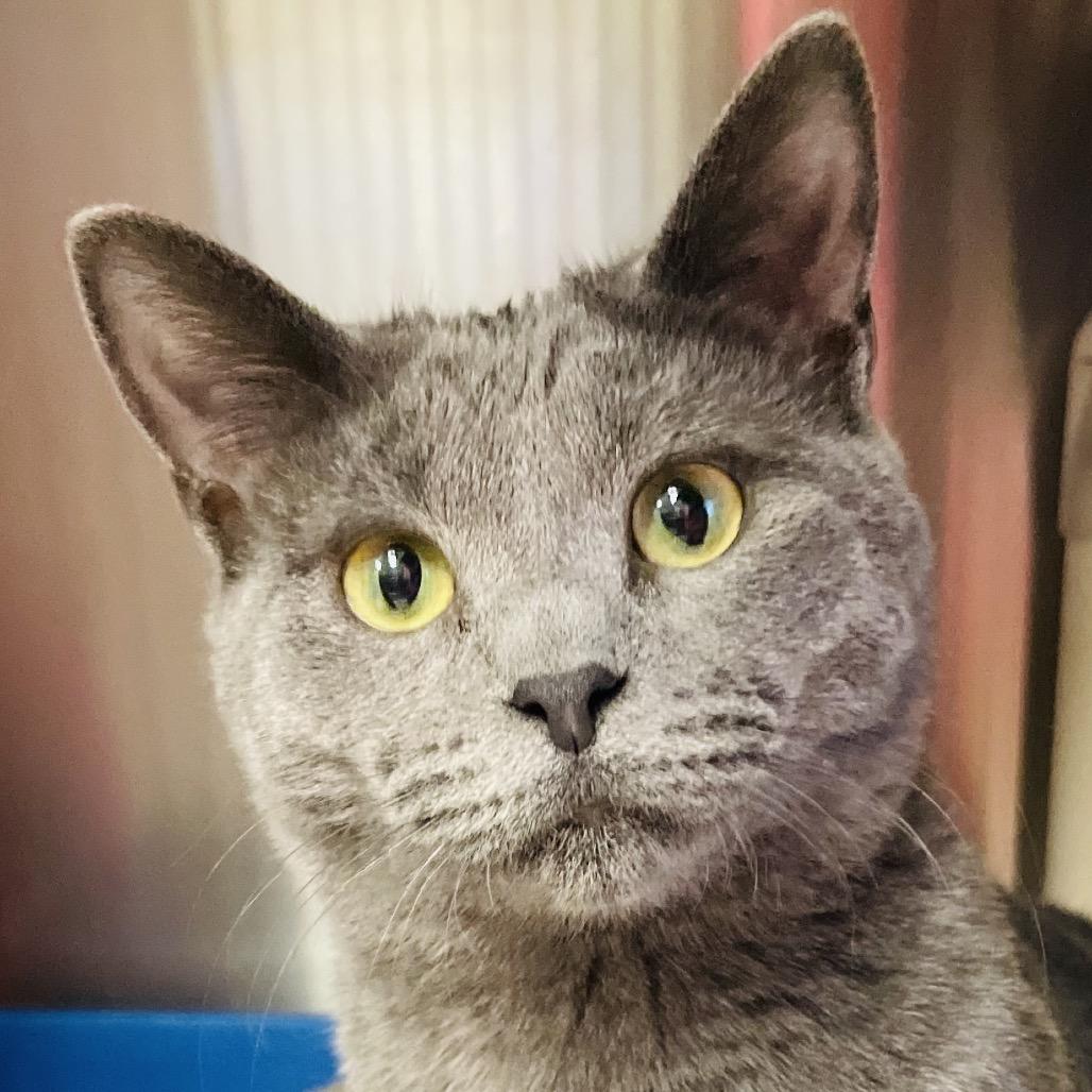 Enlarge Olivia bonded w/ Olive, a Adoptable Domestic Short Hair in Columbia Station, OH image 3/6