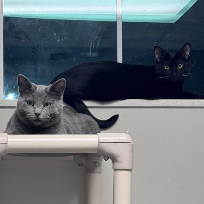 Enlarge Olivia bonded w/ Olive, a Adoptable Domestic Short Hair in Columbia Station, OH image 4/6