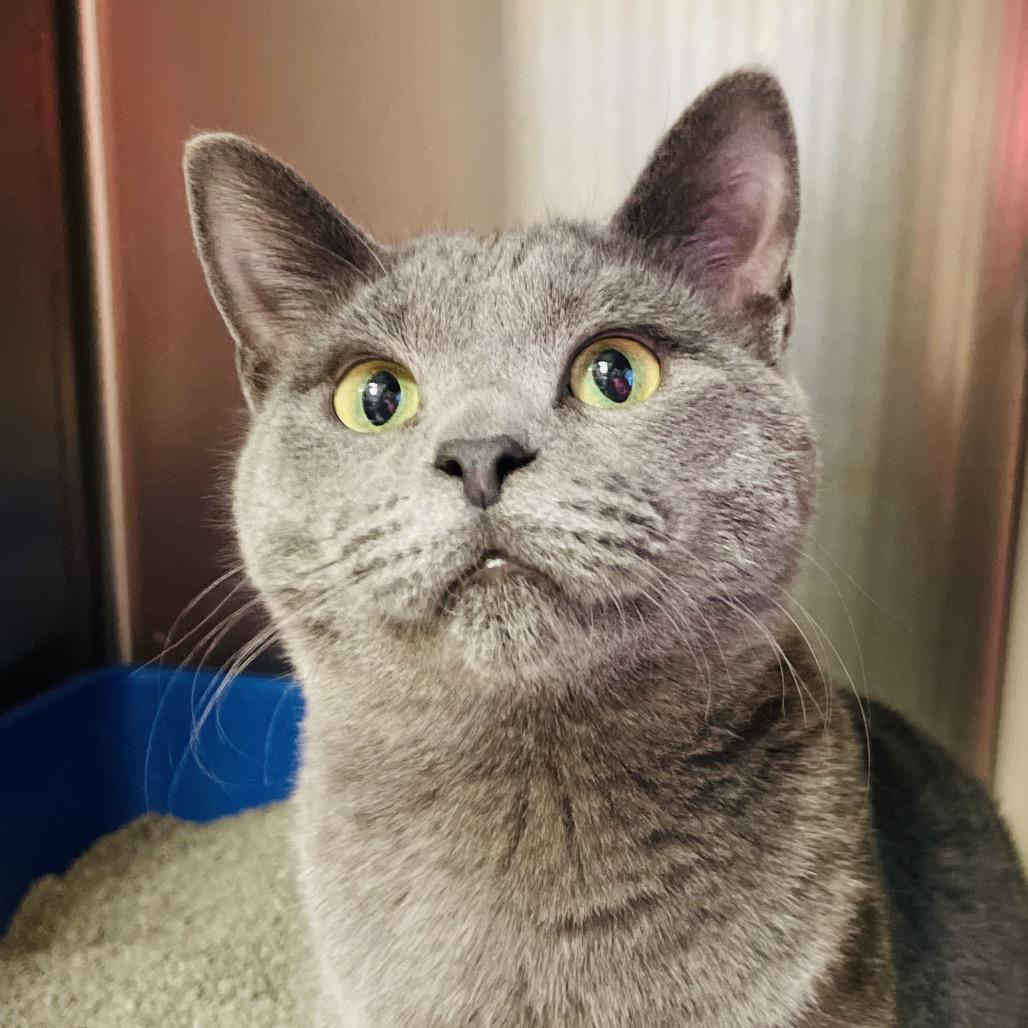 Enlarge Olivia bonded w/ Olive, a Adoptable Domestic Short Hair in Columbia Station, OH image 5/6