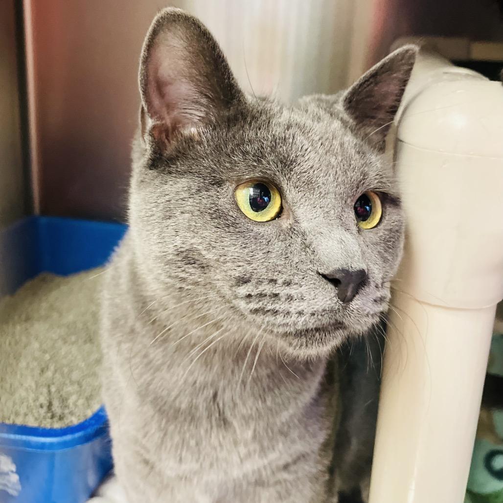 Enlarge Olivia bonded w/ Olive, a Adoptable Domestic Short Hair in Columbia Station, OH image 6/6