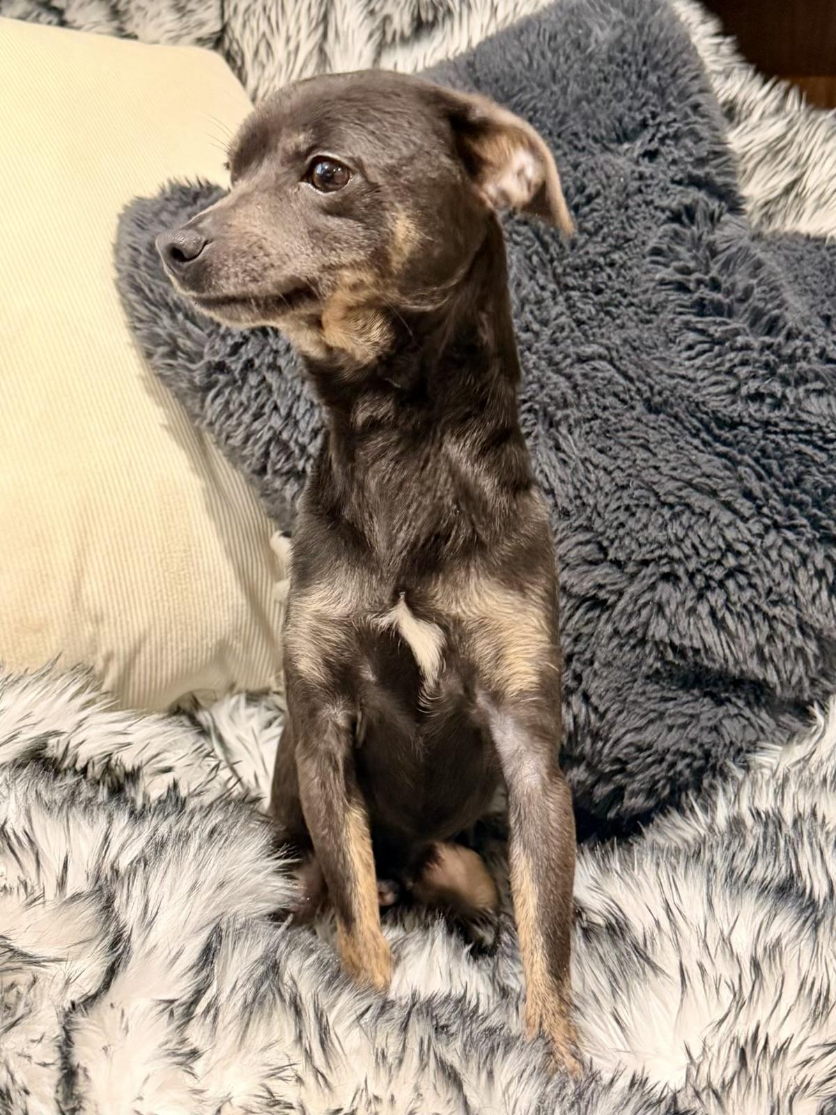Toby, a ADOPTABLE mixed breed in North Freedom, WI image 3/3