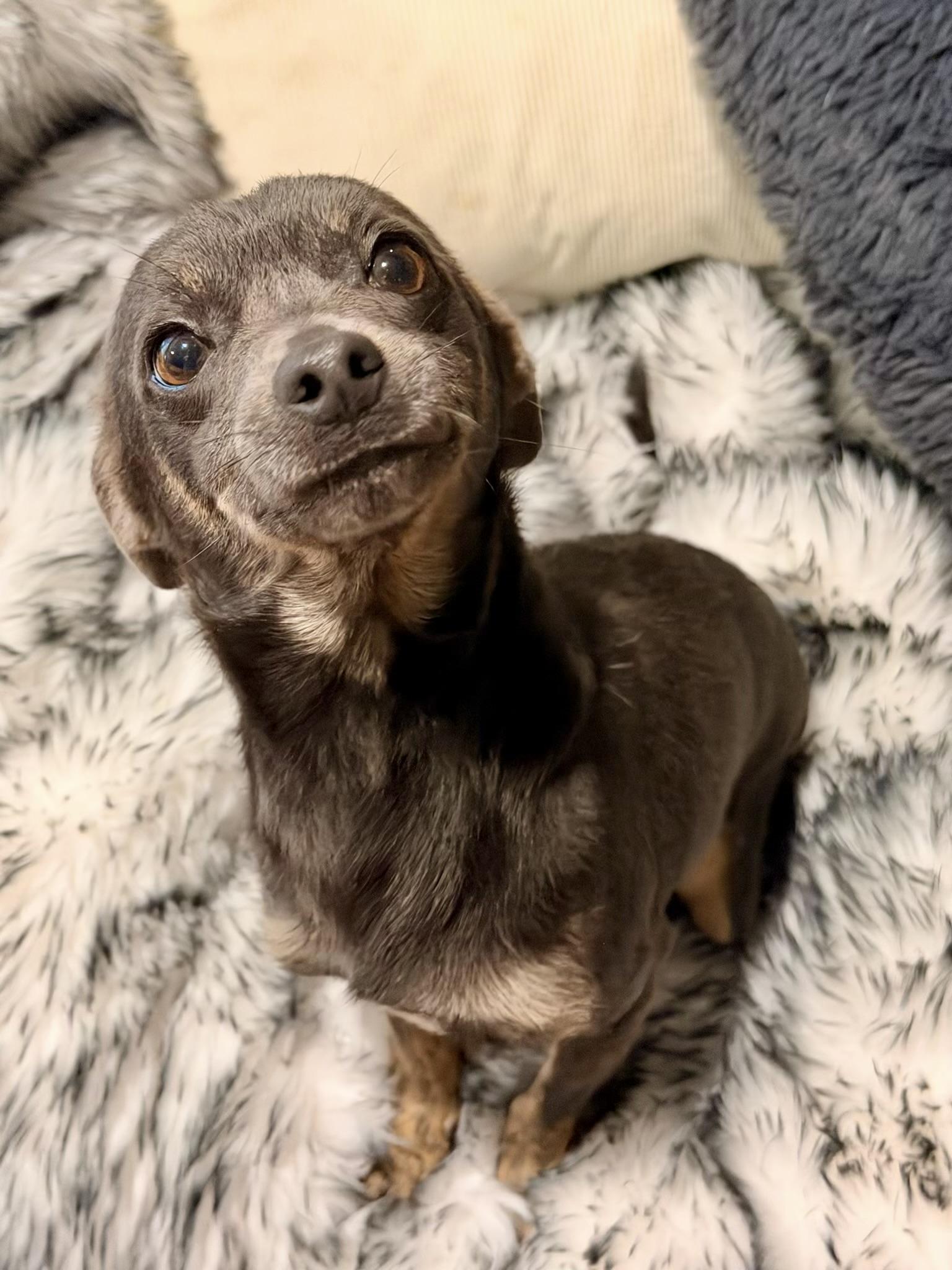 Toby, a ADOPTABLE mixed breed in North Freedom, WI image 2/3