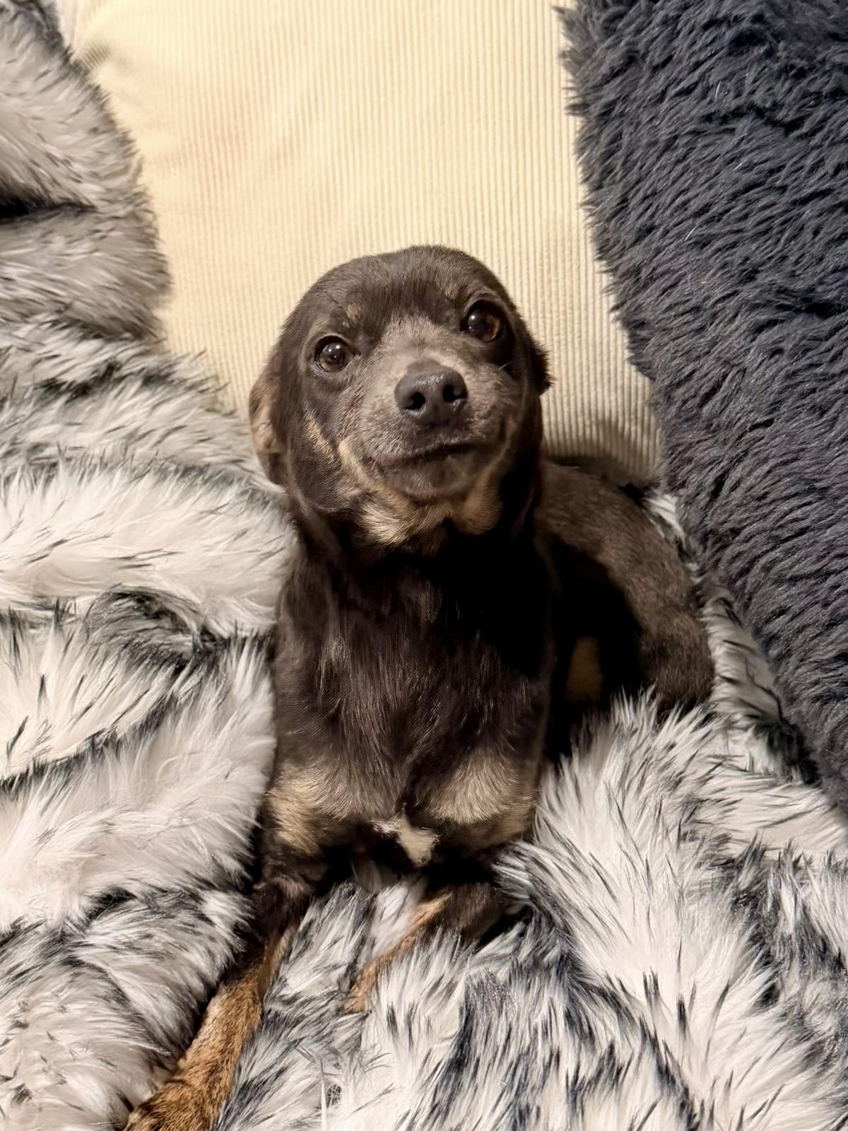 Toby, ADOPTABLE, Adult Male Chihuahua.