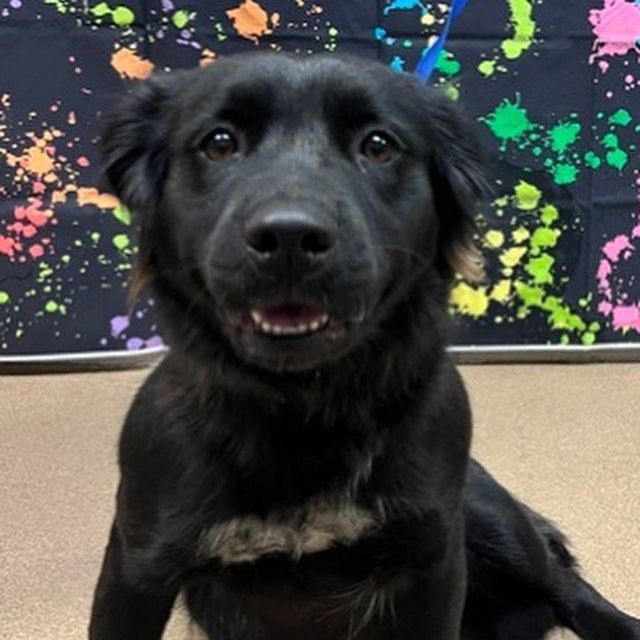 Camilla, Adopted, Adult Female Retriever.