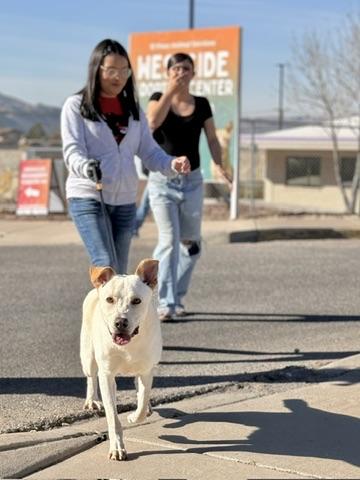 Hooka Dog*, Adoptable, Adult Male Shepherd & Mixed Breed.