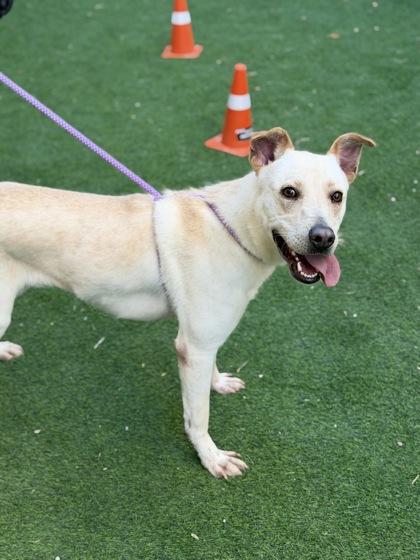 Hooka Dog*, a Adoptable mixed breed in El Paso, TX image 2/3