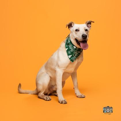 Hooka Dog*, a Adoptable mixed breed in El Paso, TX image 3/3
