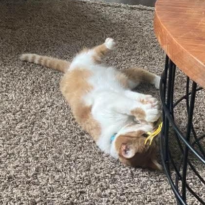 Enlarge Theo, a Adoptable mixed breed in Kentwood, MI image 3/5