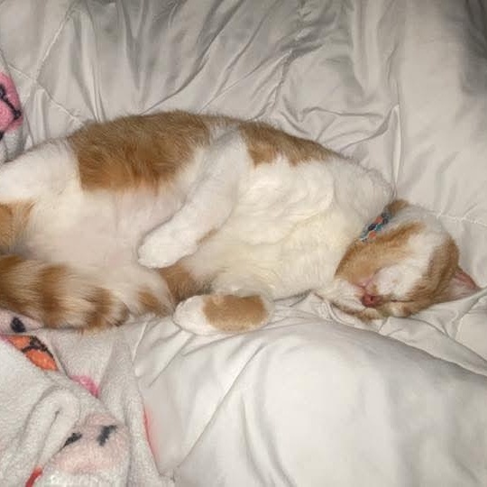 Enlarge Theo, a Adoptable mixed breed in Kentwood, MI image 2/5