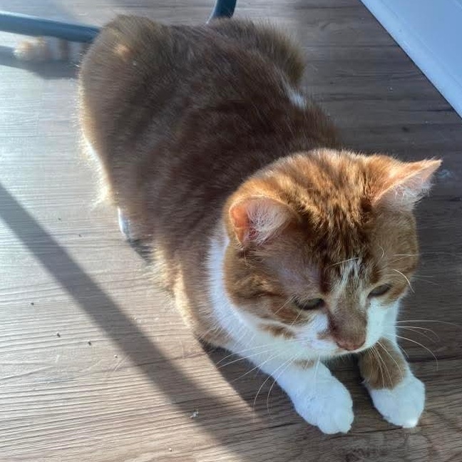 Enlarge Theo, a Adoptable mixed breed in Kentwood, MI image 5/5