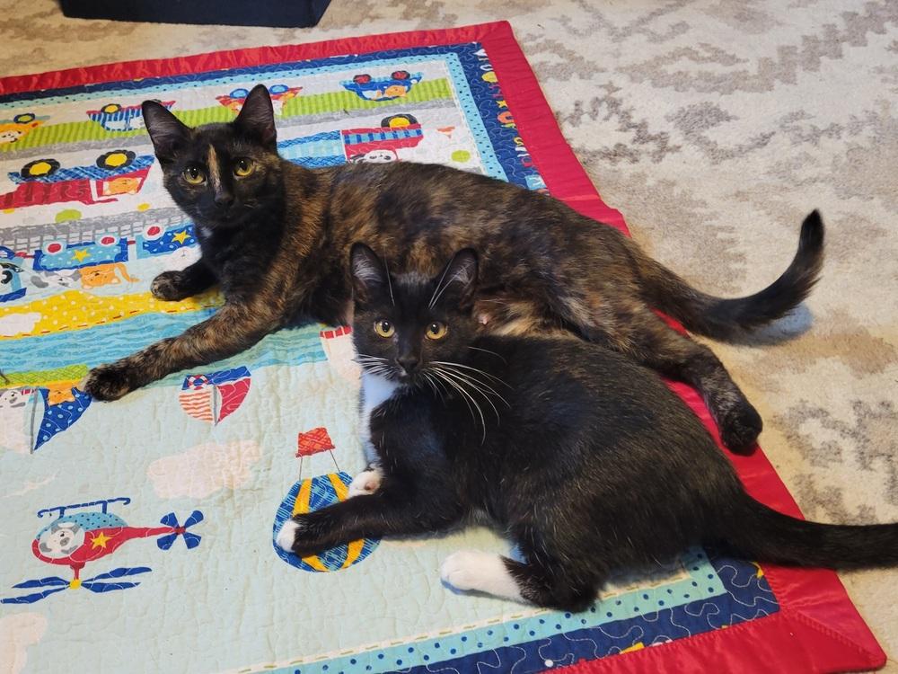 Maple (FKA Little Bit), Adoptable, Adult Female Domestic Short Hair.