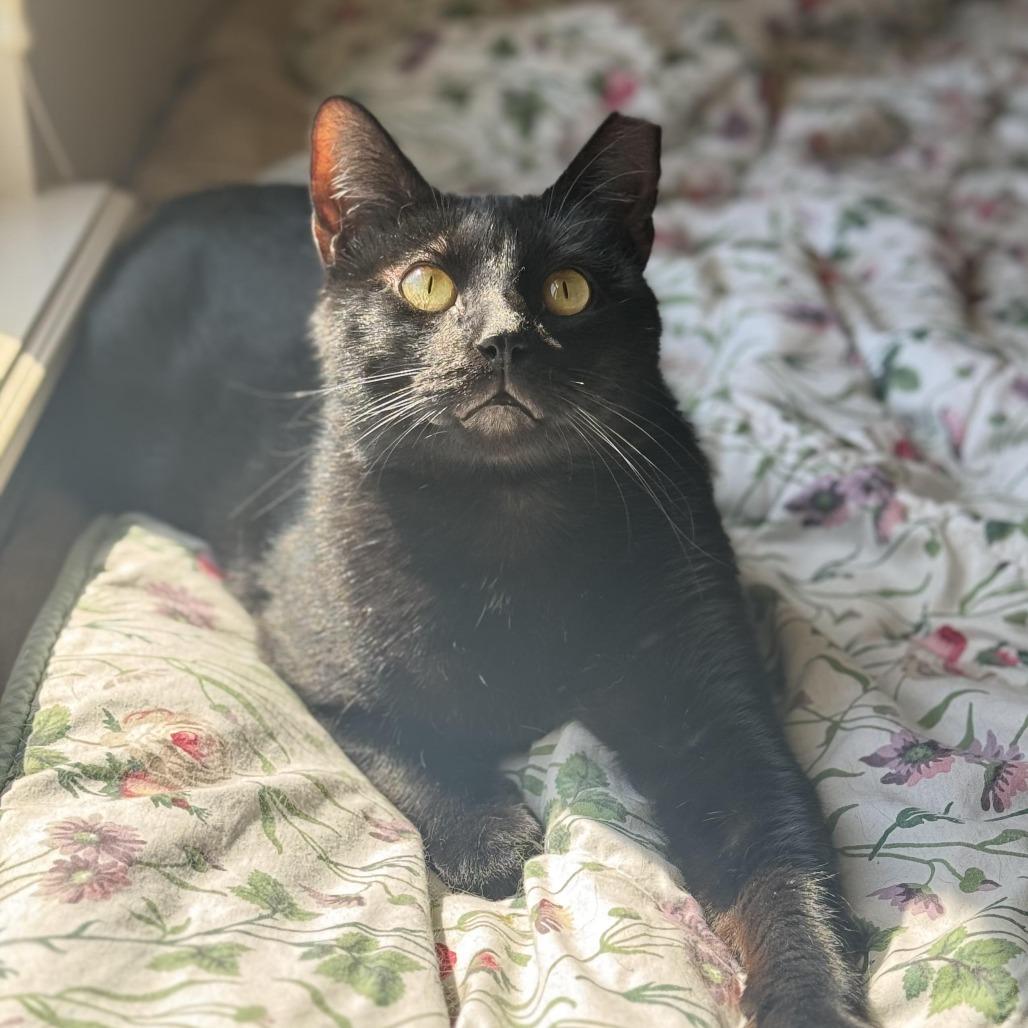 Magpie (bonded pair w/Evette), Adoptable, Adult Male Domestic Short Hair.