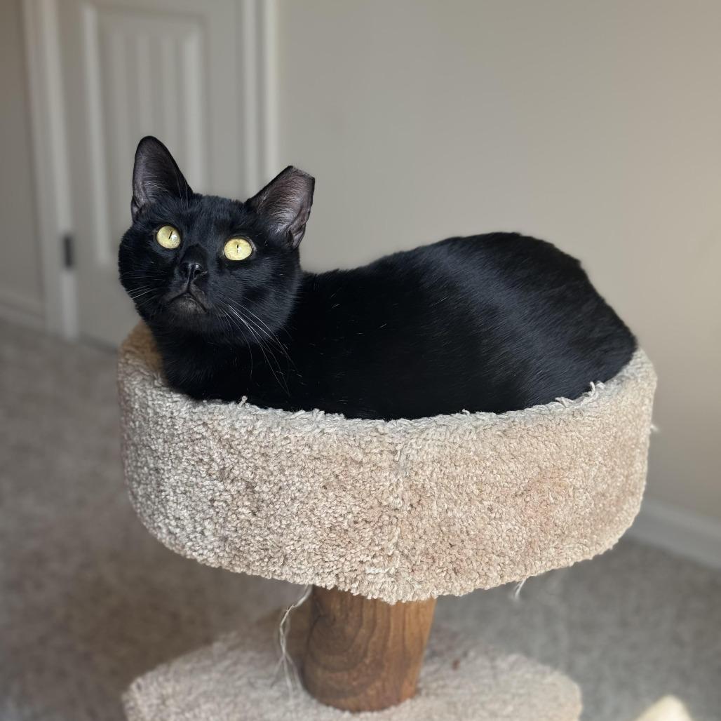 Enlarge Magpie (bonded pair w/Evette), a Adoptable Domestic Short Hair in Tulsa, OK image 2/5