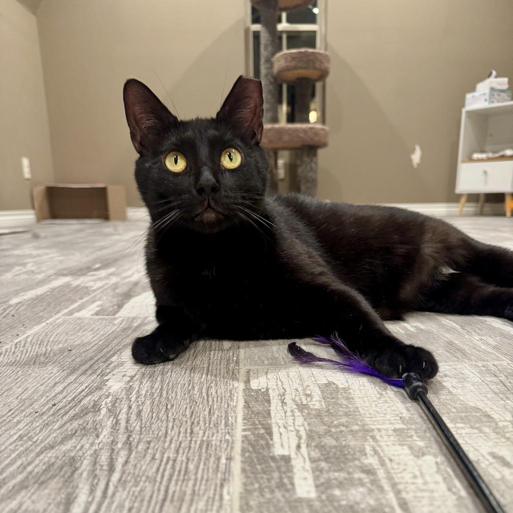 Enlarge Magpie (bonded pair w/Evette), a Adoptable Domestic Short Hair in Tulsa, OK image 3/5