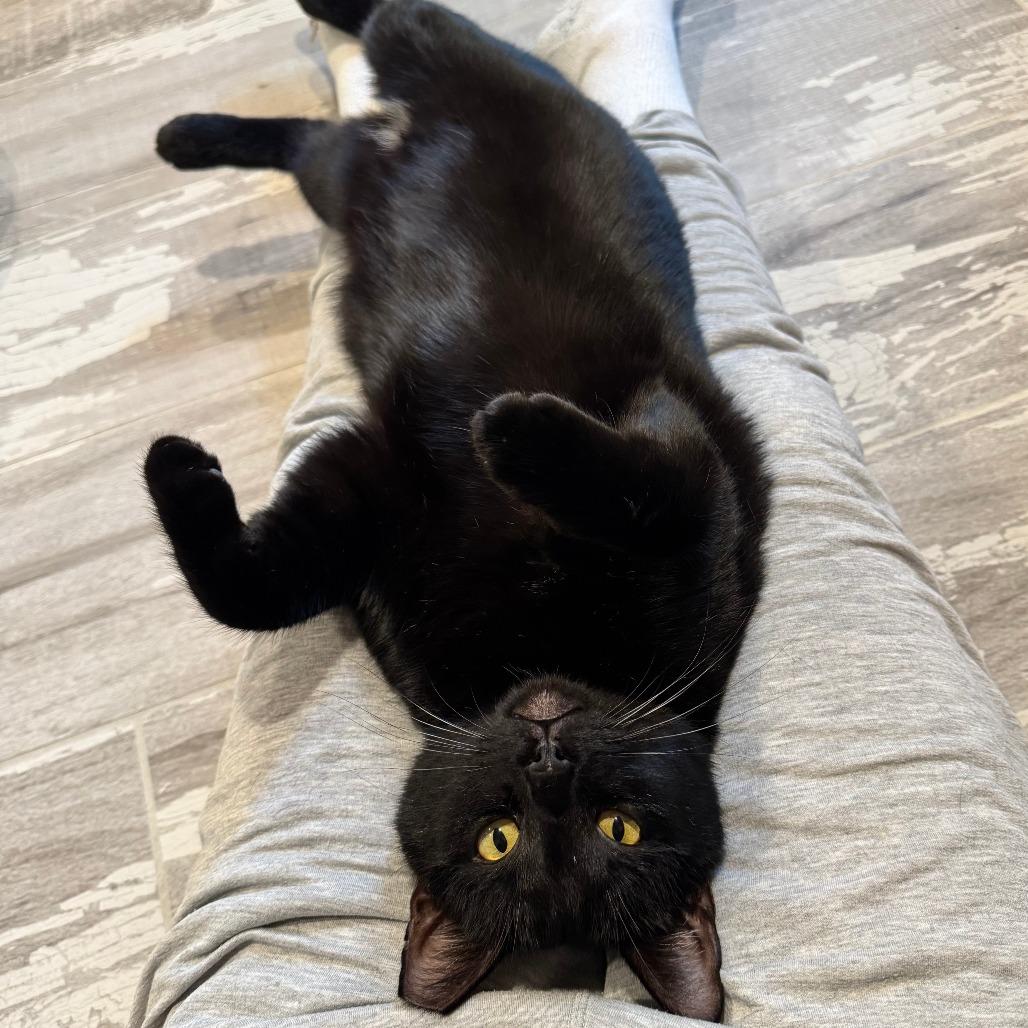 Enlarge Magpie (bonded pair w/Evette), a Adoptable Domestic Short Hair in Tulsa, OK image 4/5