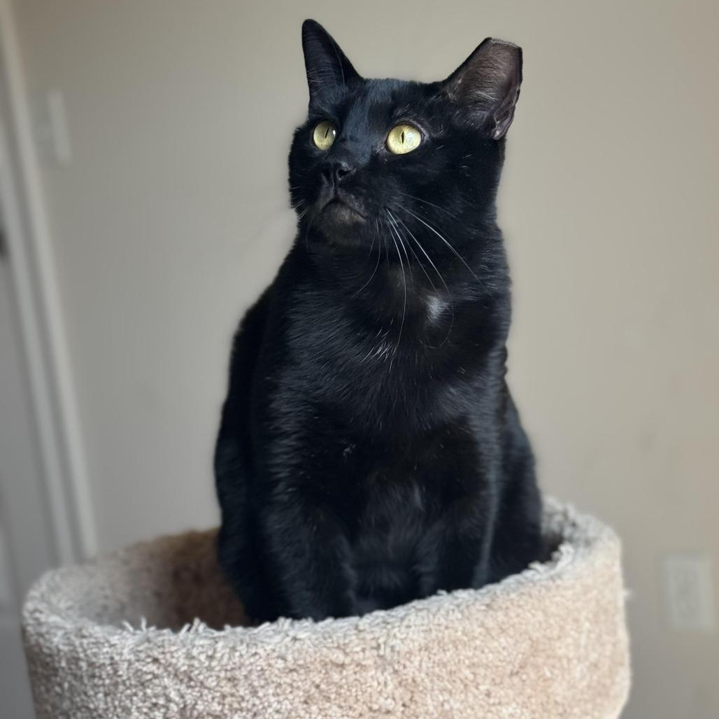 Enlarge Magpie (bonded pair w/Evette), a Adoptable Domestic Short Hair in Tulsa, OK image 5/5