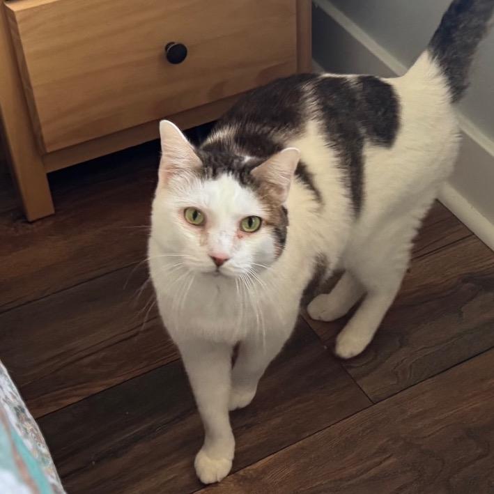 Finn, Adoptable, Senior Male Domestic Short Hair.