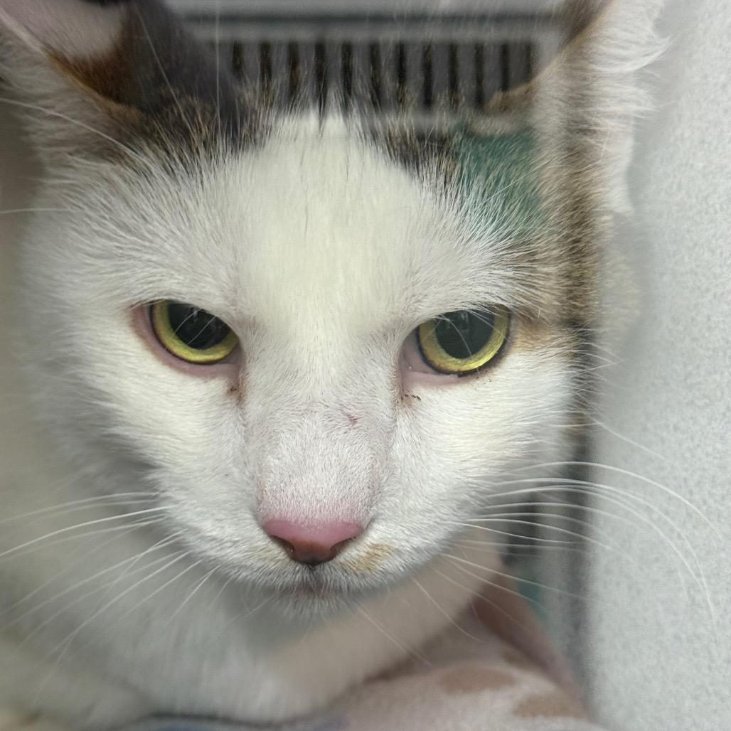 Enlarge Finn, a Adoptable Domestic Short Hair in Evansville, IN image 1/1