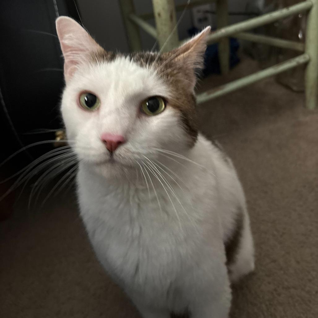 Finn, a Adoptable Domestic Short Hair in Evansville, IN image 3/6