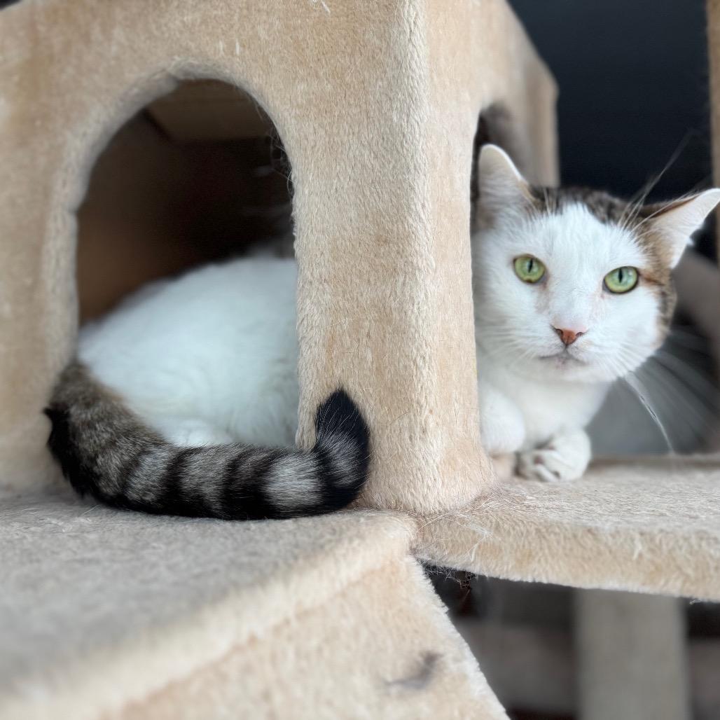 Enlarge Finn, a Adoptable Domestic Short Hair in Evansville, IN image 3/5