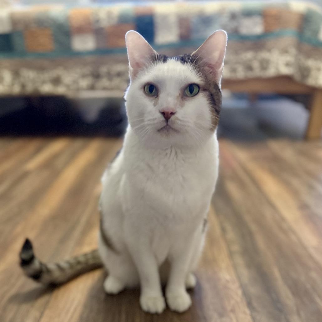 Enlarge Finn, a Adoptable Domestic Short Hair in Evansville, IN image 4/5