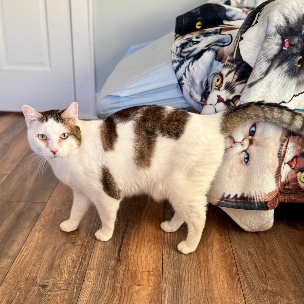 Enlarge Finn, a Adoptable Domestic Short Hair in Evansville, IN image 5/5