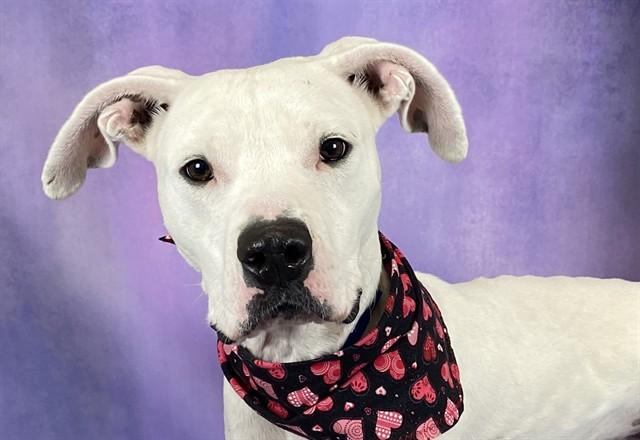 Enlarge DELTA, a Adoptable American Bulldog in Fort Lauderdale, FL image 1/1