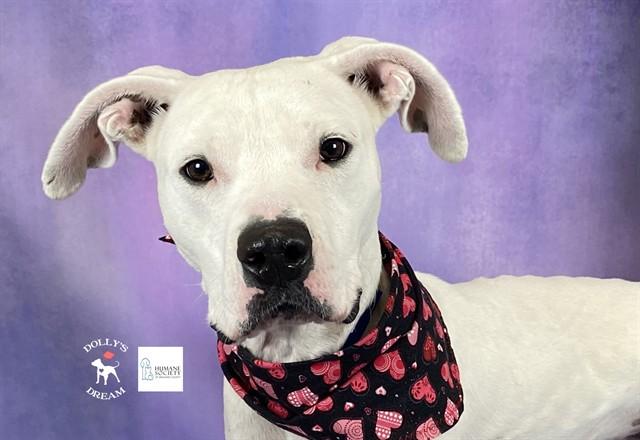 DELTA, Adoptable, Young Male American Bulldog.