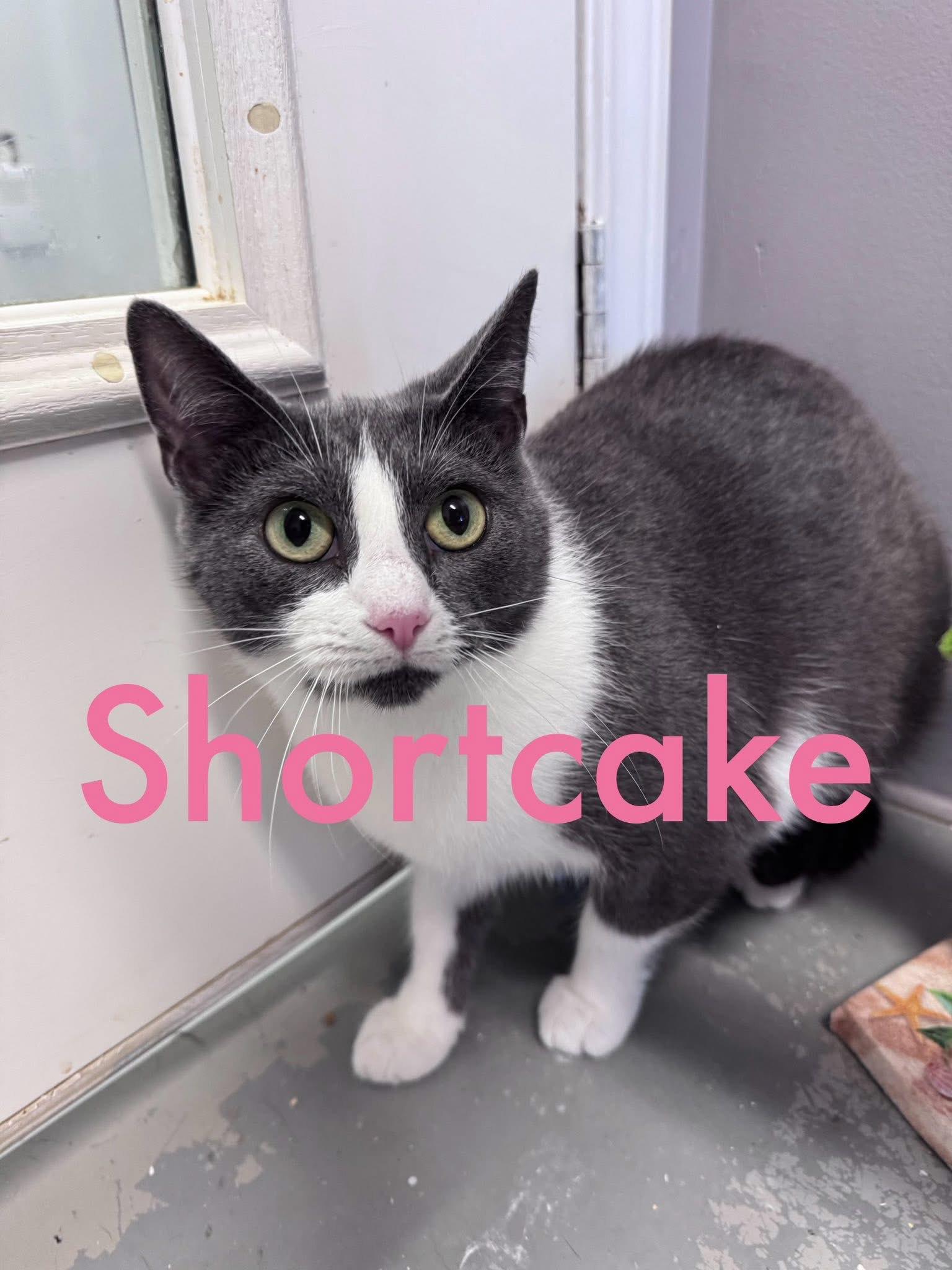 Enlarge ShortCake, a Adoptable Domestic Short Hair in Hartford, KY image 1/1