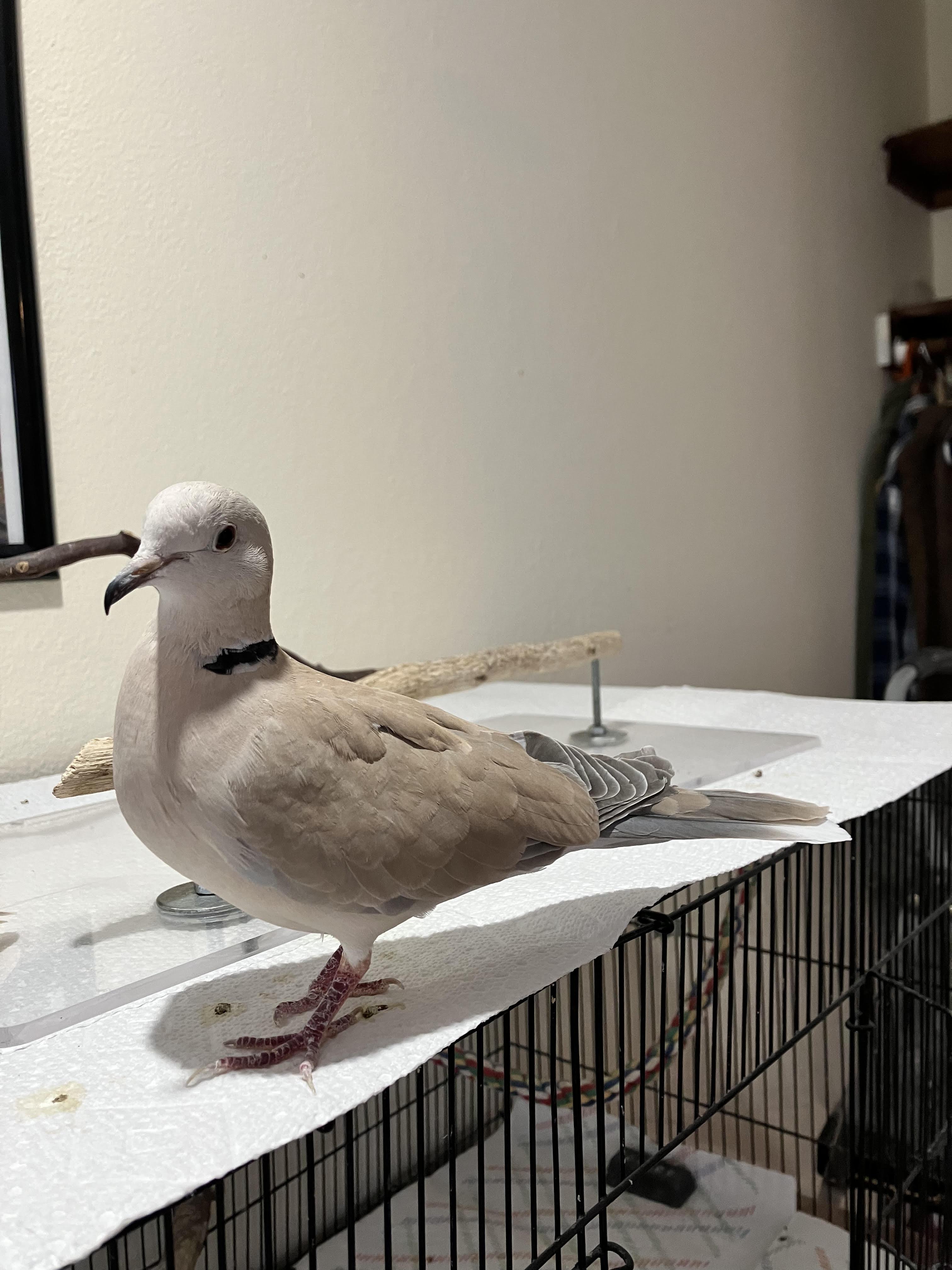 Jeri and Bosco (Anchorage), a ADOPTABLE Dove in Anchorage, AK image 3/3