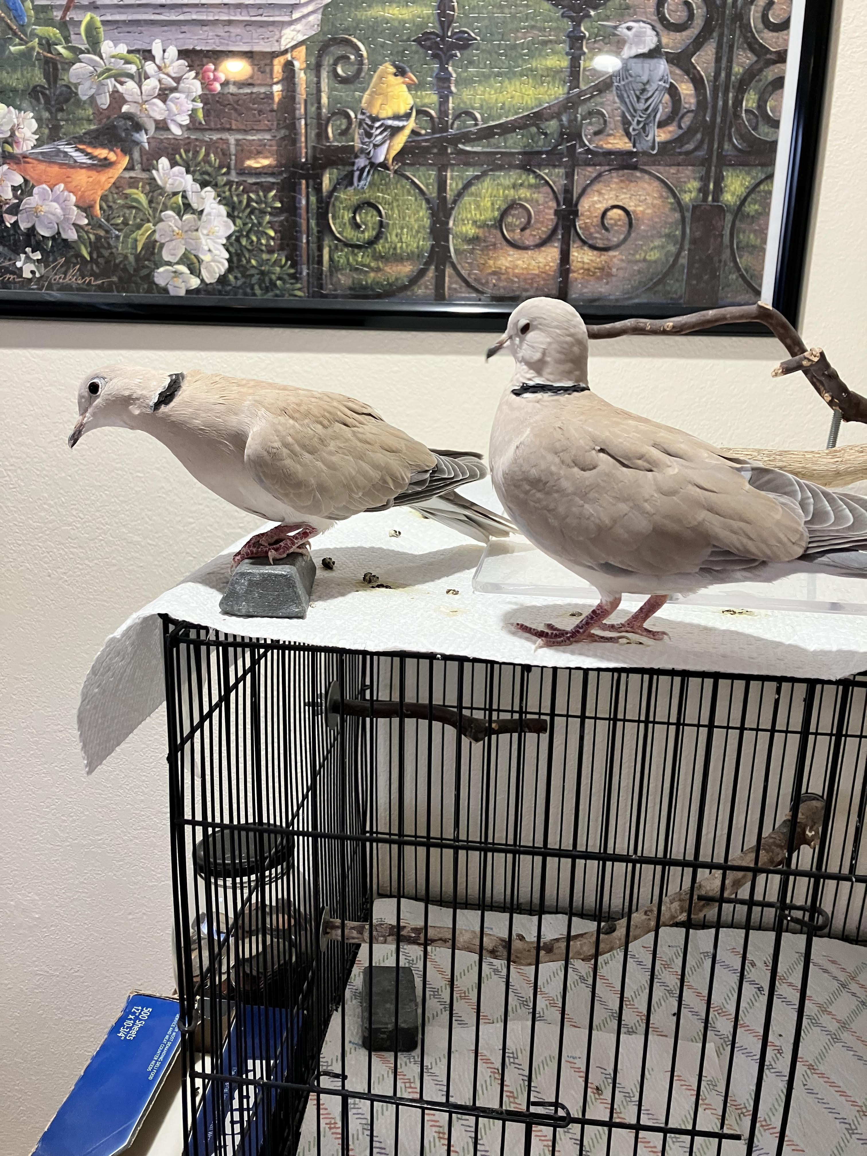 Jeri and Bosco (Anchorage), a ADOPTABLE Dove in Anchorage, AK image 1/3