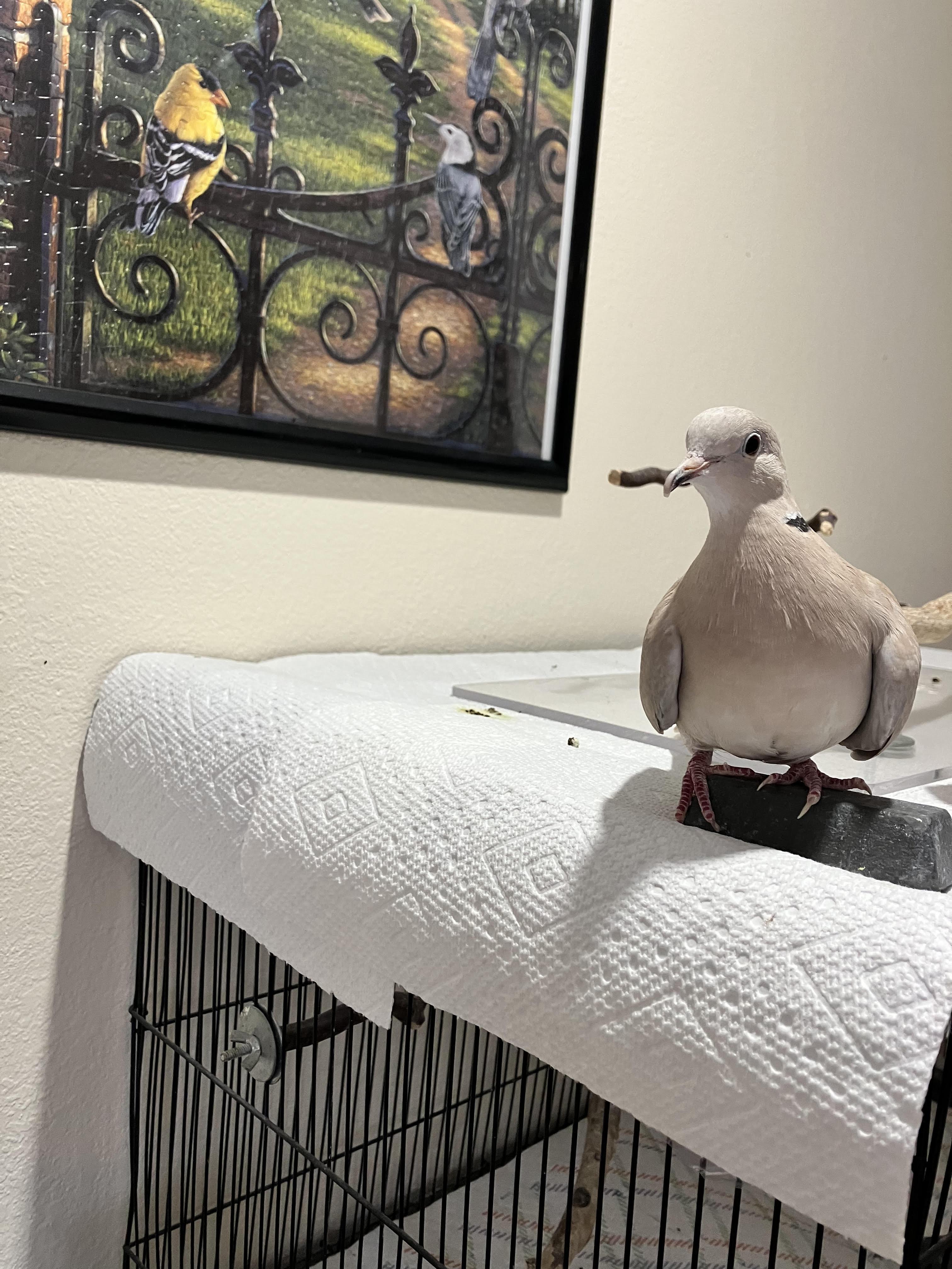 Jeri and Bosco (Anchorage), a ADOPTABLE Dove in Anchorage, AK image 2/3