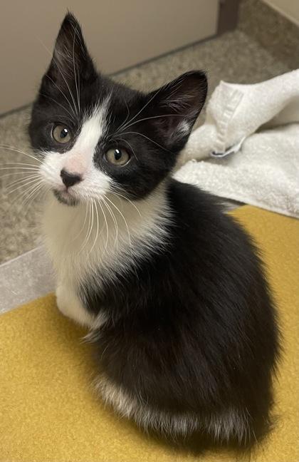 Mike, a Adoptable mixed breed in Roseville, MI image 1/2