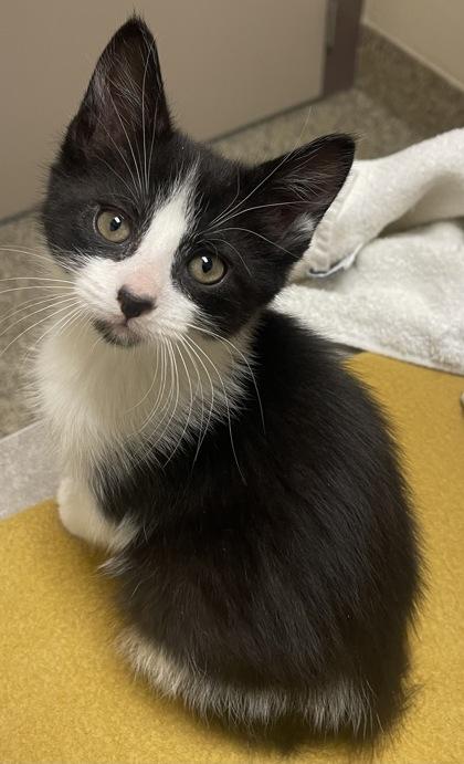 Mike, a Adoptable mixed breed in Roseville, MI image 2/2