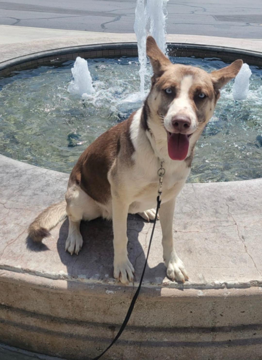 Luna Brigitte, a Adoptable Husky in Studio City, CA image 1/3