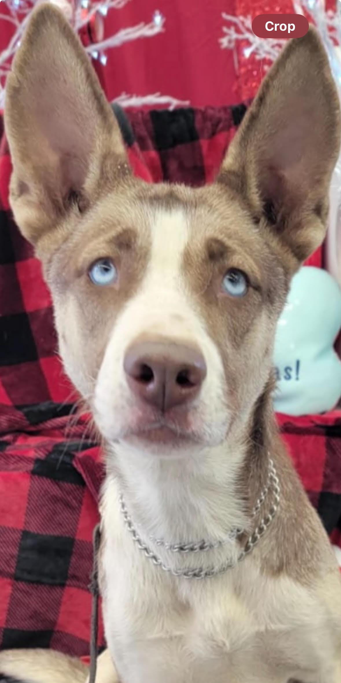 Luna Brigitte, a Adoptable Husky in Studio City, CA image 2/3