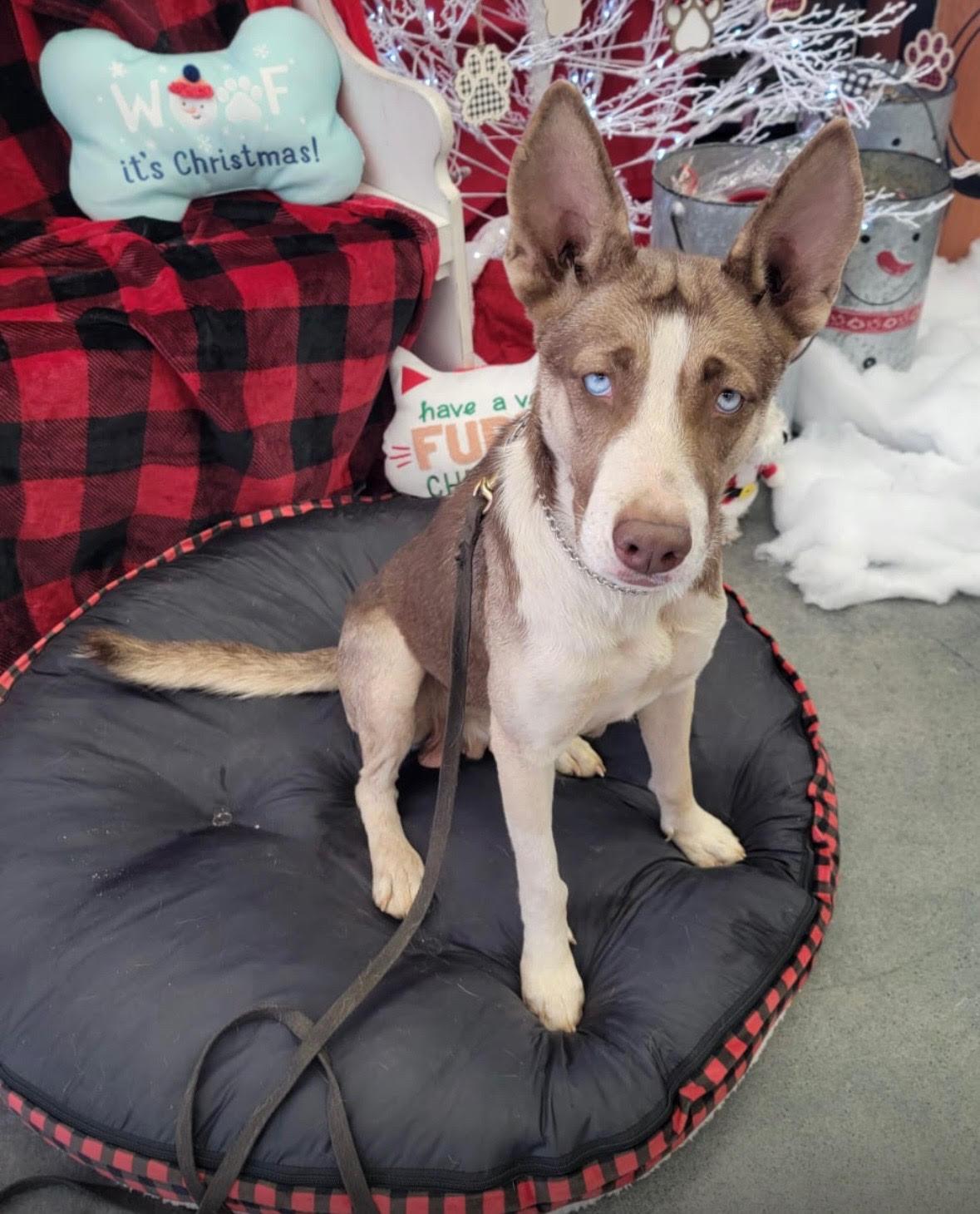 Luna Brigitte, a Adoptable Husky in Studio City, CA image 3/3