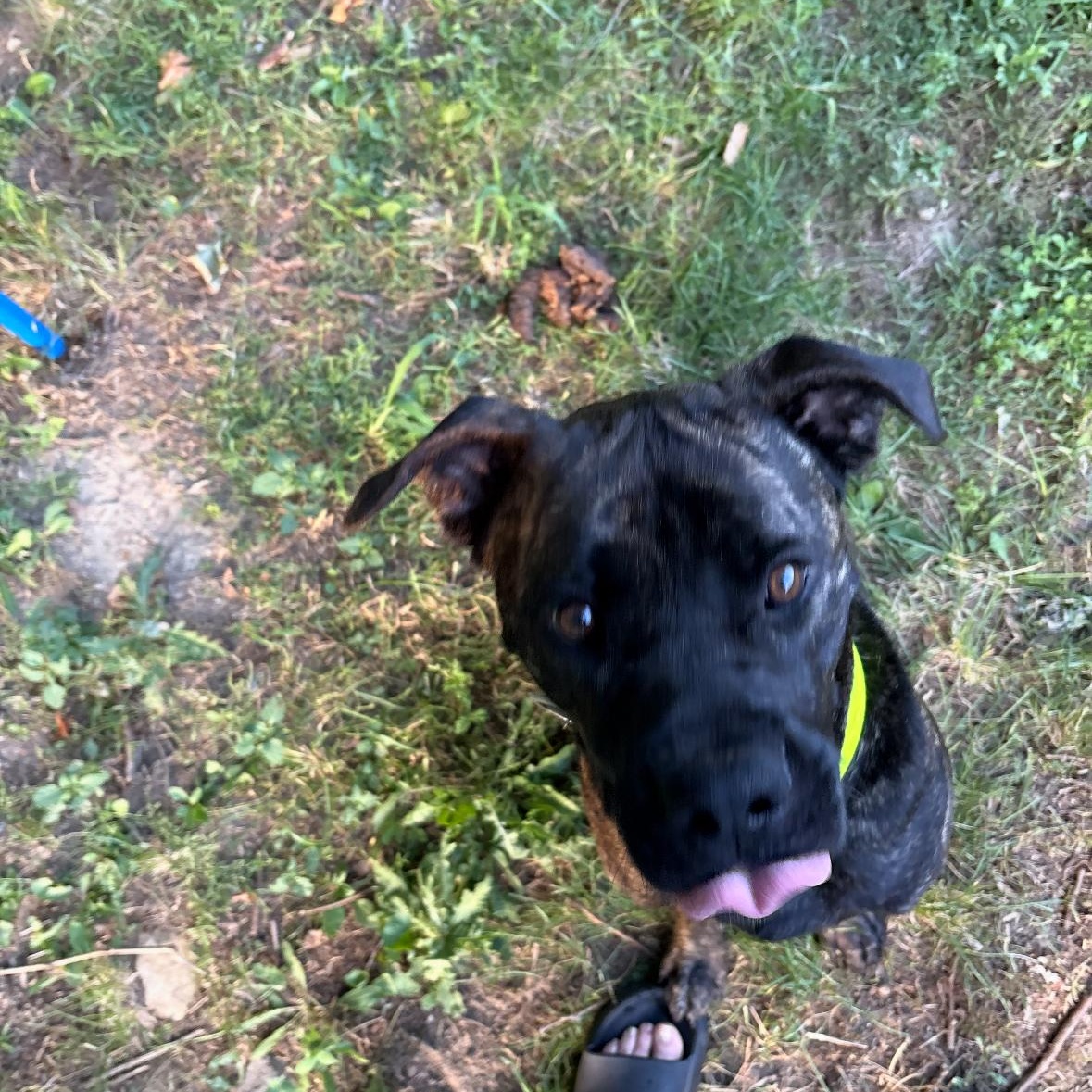 Patrick Star, a Adoptable mixed breed in Greenwood, IN image 4/6