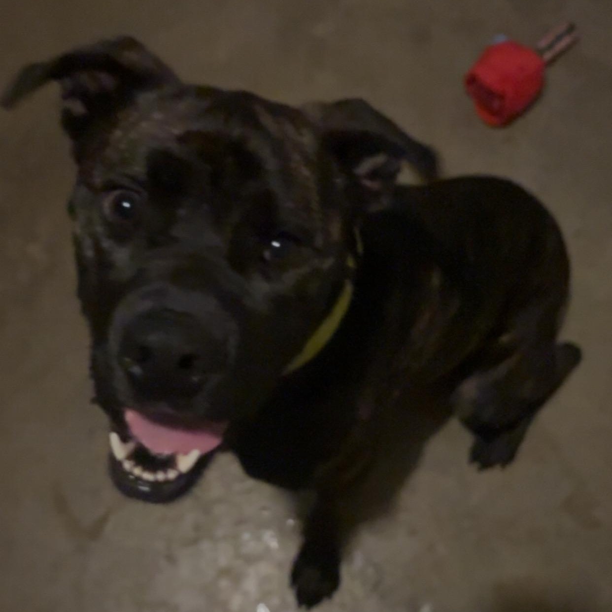 Patrick Star, a Adoptable mixed breed in Greenwood, IN image 3/6