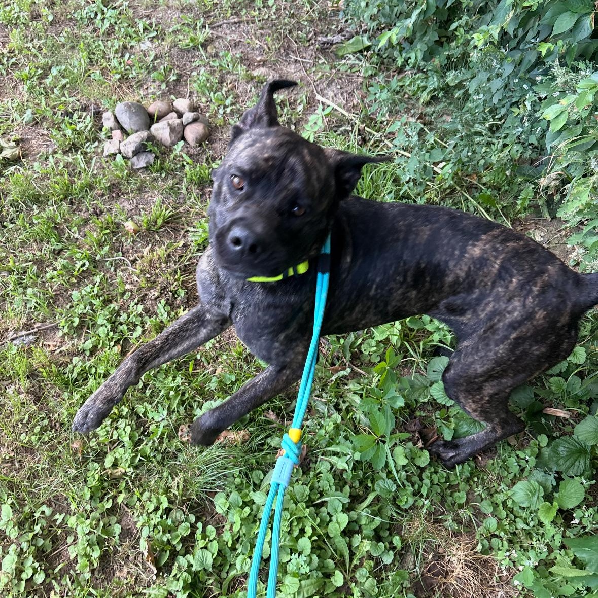 Patrick Star, a Adoptable mixed breed in Greenwood, IN image 5/6