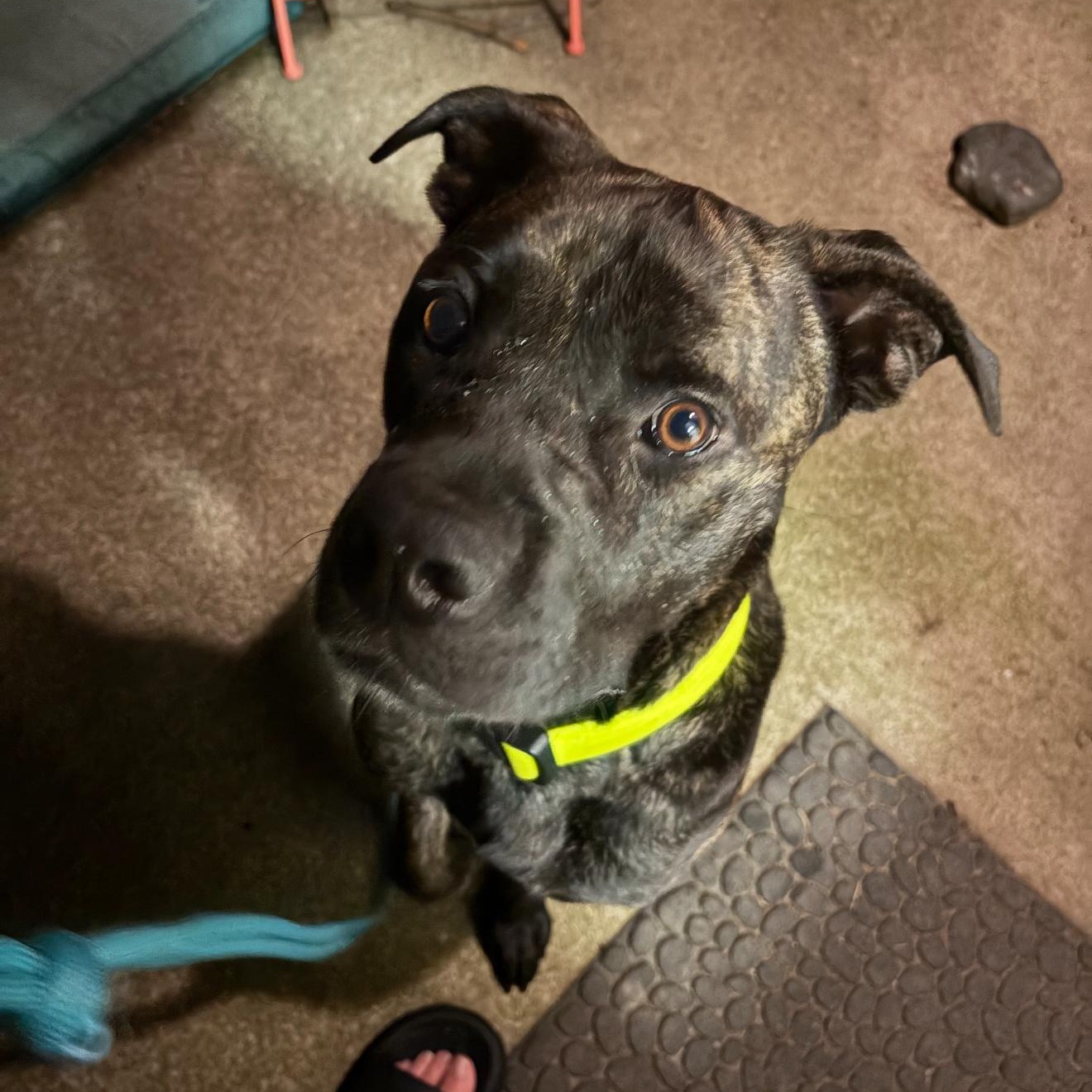 Patrick Star, a Adoptable mixed breed in Greenwood, IN image 2/6