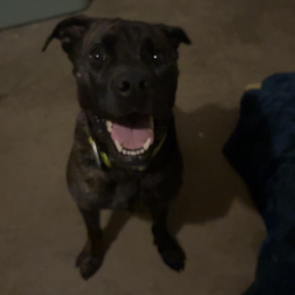 Patrick Star, a Adoptable mixed breed in Greenwood, IN image 6/6