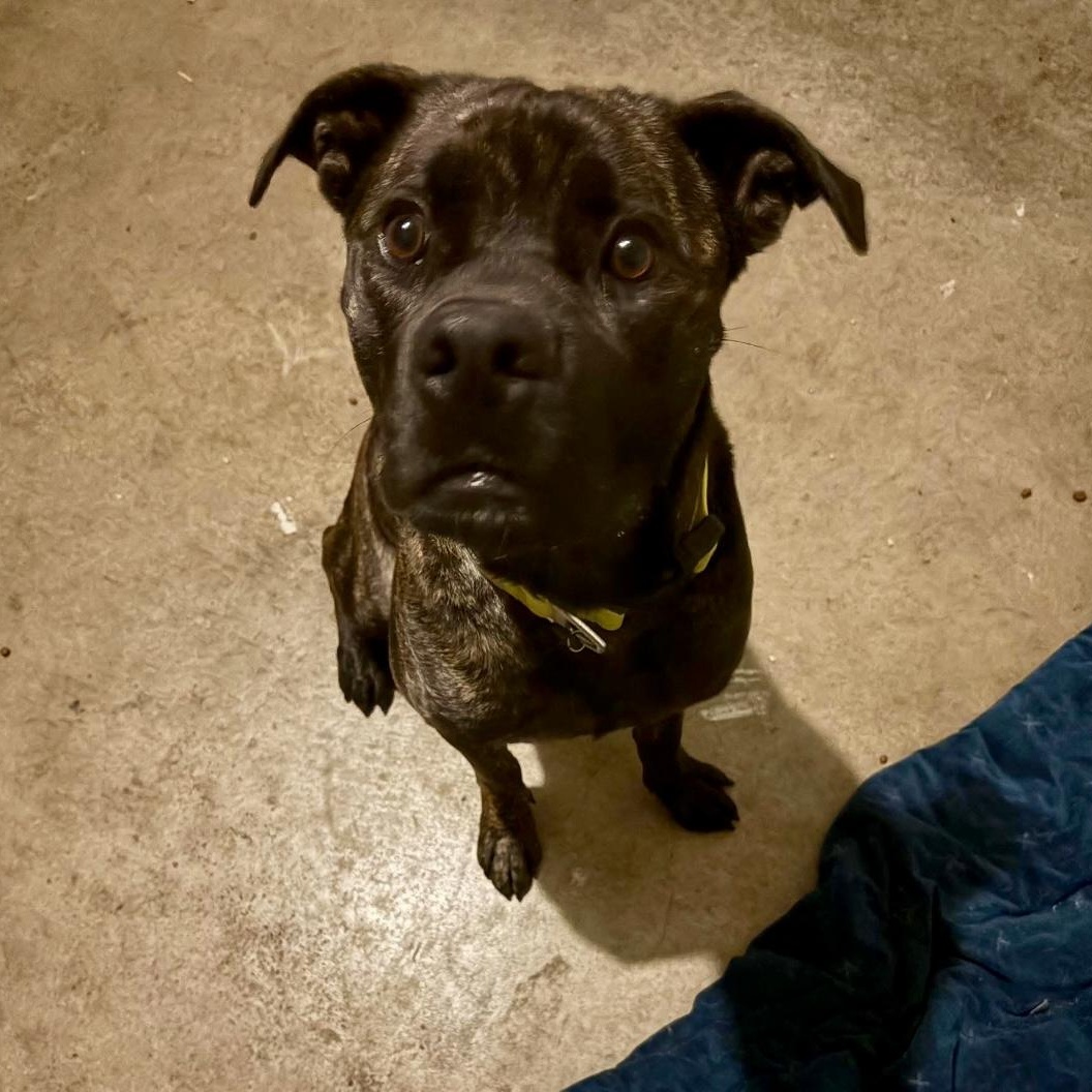 Patrick Star, a Adoptable mixed breed in Greenwood, IN image 1/6