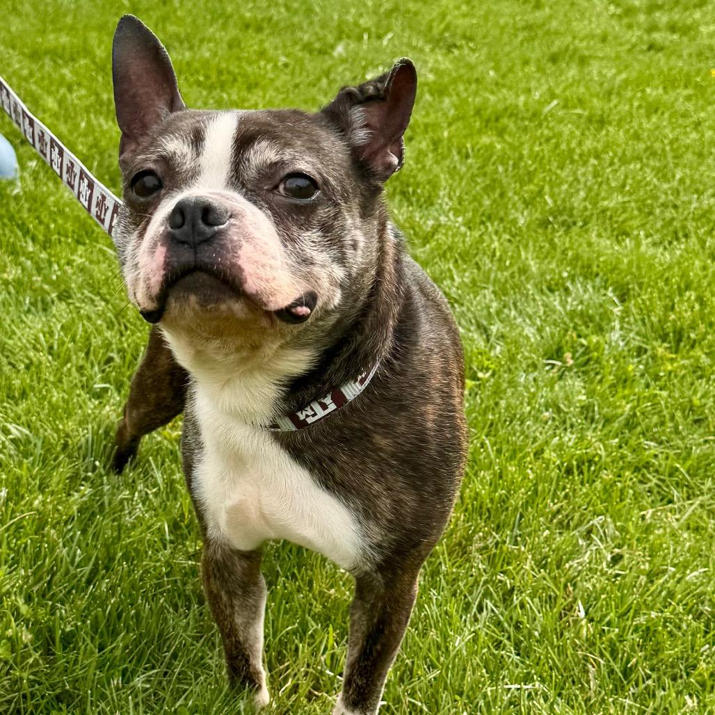 Benji, Adoptable, Senior Male Boston Terrier.