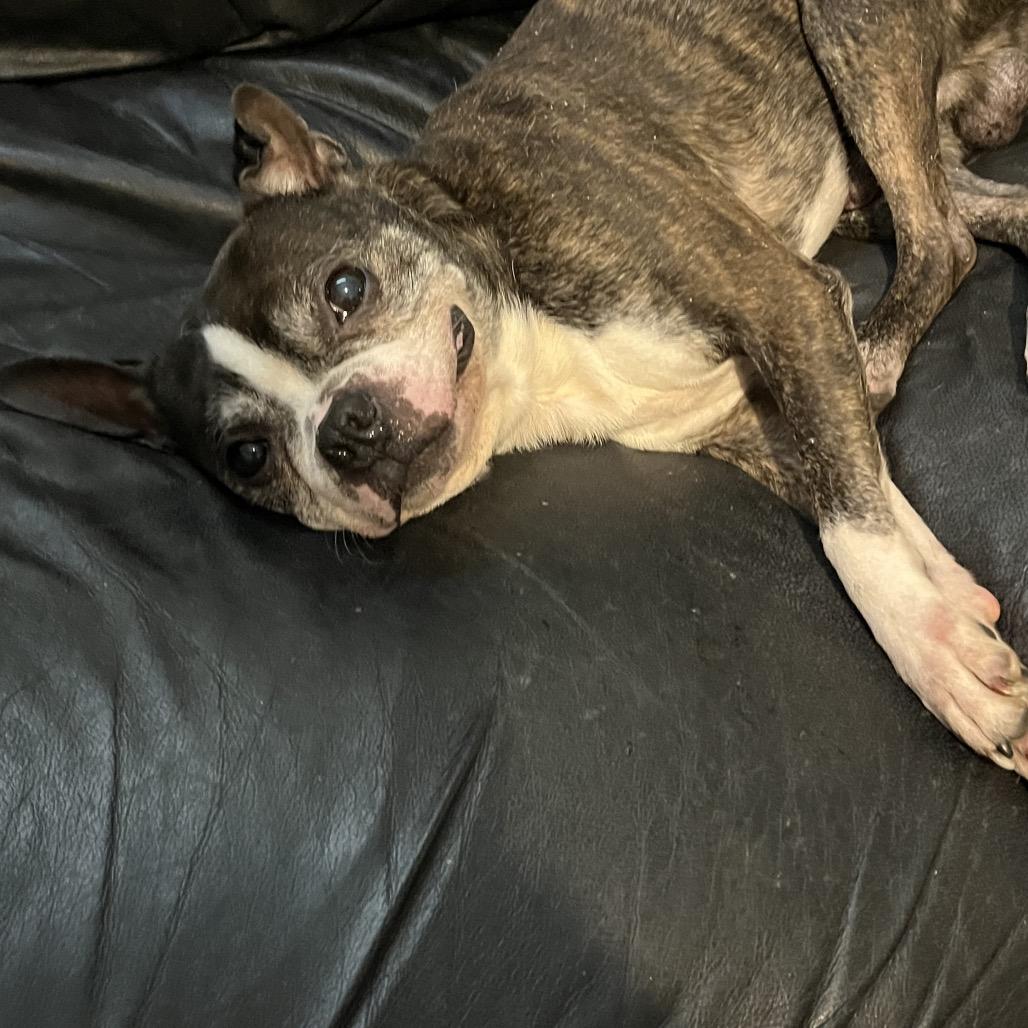 Enlarge Benji, a Adoptable Boston Terrier in Farmersville, OH image 2/6