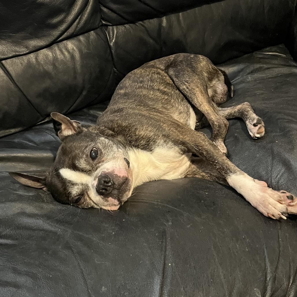 Enlarge Benji, a Adoptable Boston Terrier in Farmersville, OH image 3/6
