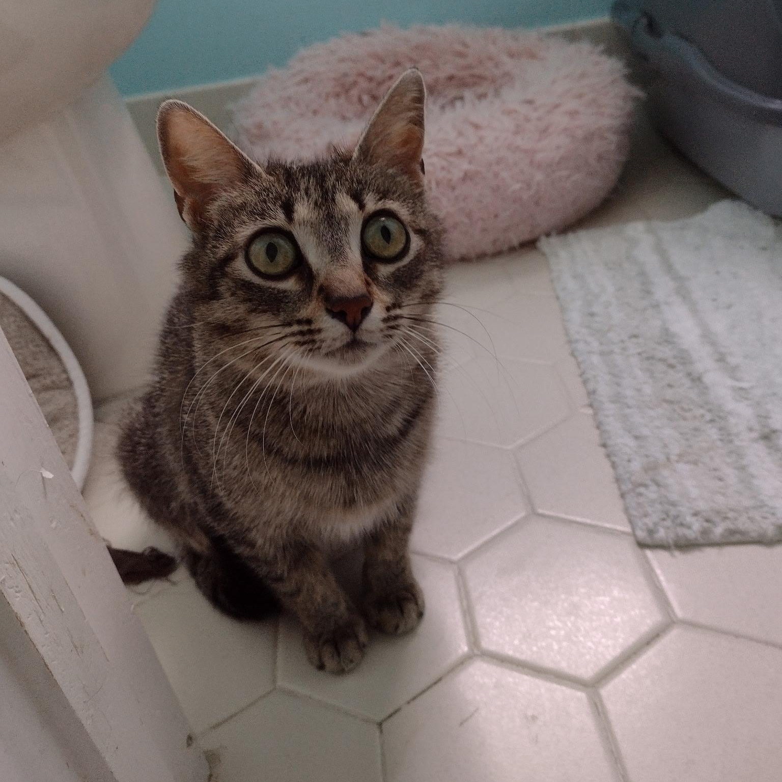 Enlarge Louise, a Adoptable Domestic Short Hair in Bridgewater, NJ image 2/3