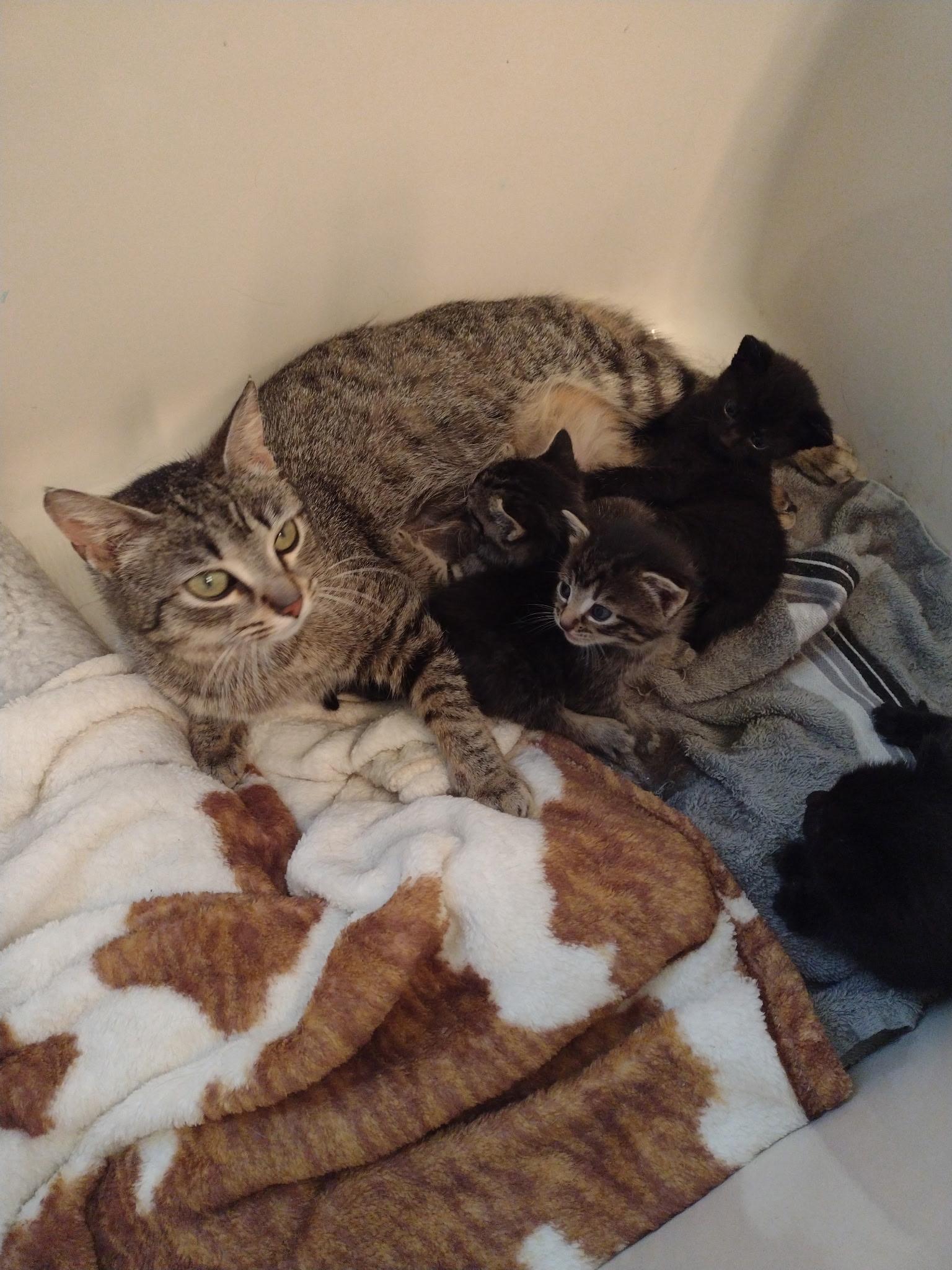 Enlarge Louise, a Adoptable Domestic Short Hair in Bridgewater, NJ image 3/3