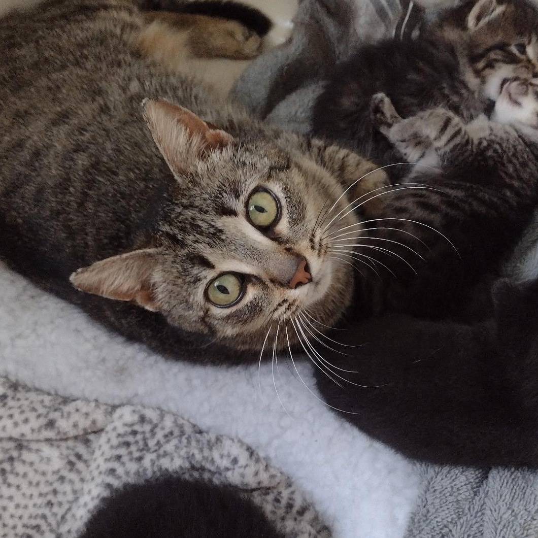 Enlarge Louise, a Adoptable Domestic Short Hair in Bridgewater, NJ image 1/3