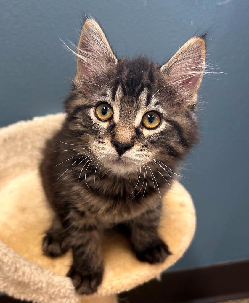 Enlarge Ace, a Adoptable mixed breed in Spooner, WI image 1/1